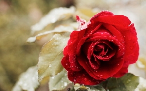Vì sao hoa hồng đỏ trở thành biểu tượng của tình yêu bất diệt?
